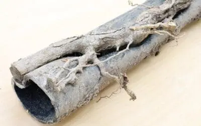 Septic Line Repairs Near Lake Murray, SC: What You Need to Know